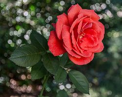 7928 rose lucis.jpg